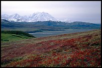 Tundra and Mt Mc Kinley from  Eielson. Denali  National Park, Alaska, USA.