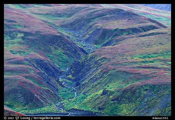 River cut in tundra foothills near Eielson. Denali National Park, Alaska, USA.
