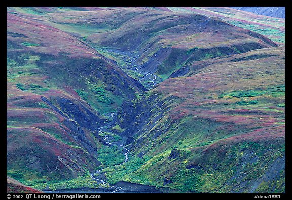 River cut in tundra foothills near Eielson. Denali National Park, Alaska, USA.