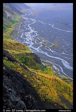 Aspen trees and braids of the Mc Kinley River near Eielson. Denali National Park, Alaska, USA.