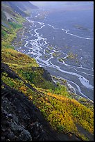 Aspen trees and braids of the Mc Kinley River near Eielson. Denali National Park, Alaska, USA. (color)