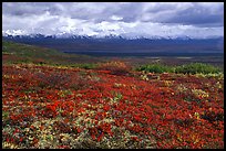 Tundra and Alaska Range near Wonder Lake. Denali National Park, Alaska, USA.