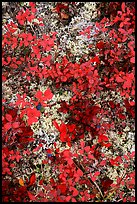 Dwarf tundra plants. Denali National Park, Alaska, USA. (color)