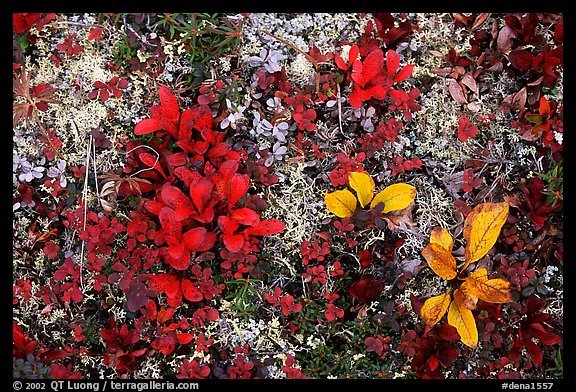 Dwarf tundra plants close-up. Denali National Park (color)