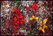 Dwarf tundra plants close-up. Denali National Park, Alaska, USA. (color)