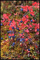 Blueberries in the fall. Denali National Park, Alaska, USA. (color)