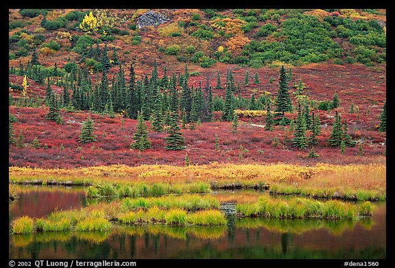 Pond, spruce trees and tundra near Wonder Lake. Denali National Park (color)