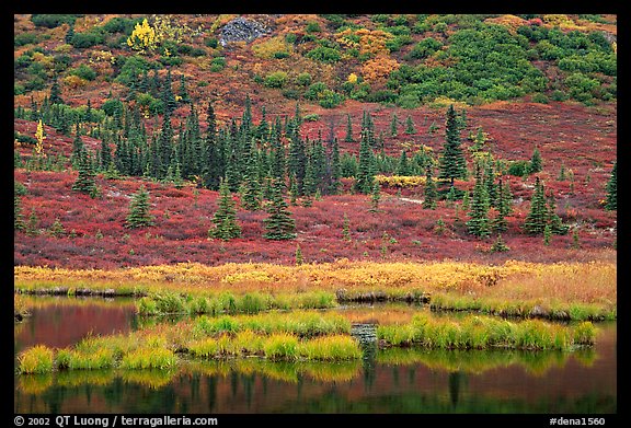 Pond, spruce trees and tundra near Wonder Lake. Denali National Park, Alaska, USA.