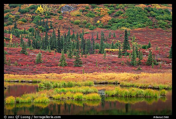 Pond, spruce trees and tundra near Wonder Lake. Denali National Park, Alaska, USA.