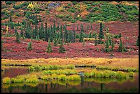 Pond, spruce trees and tundra near Wonder Lake. Denali National Park, Alaska, USA.