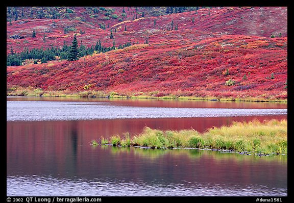 Tundra and Wonder Lake. Denali National Park (color)