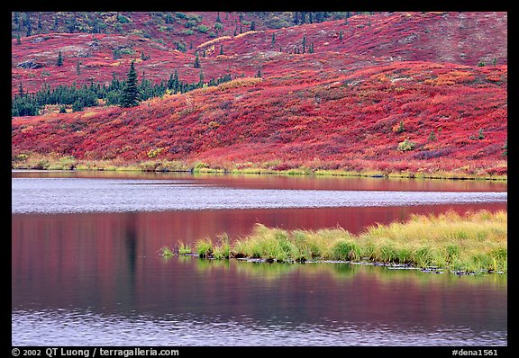 Tundra and Wonder Lake. Denali National Park, Alaska, USA.