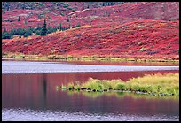 Tundra and Wonder Lake. Denali National Park, Alaska, USA.