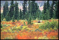 Bull Moose in boreal forest. Denali National Park, Alaska, USA. (color)