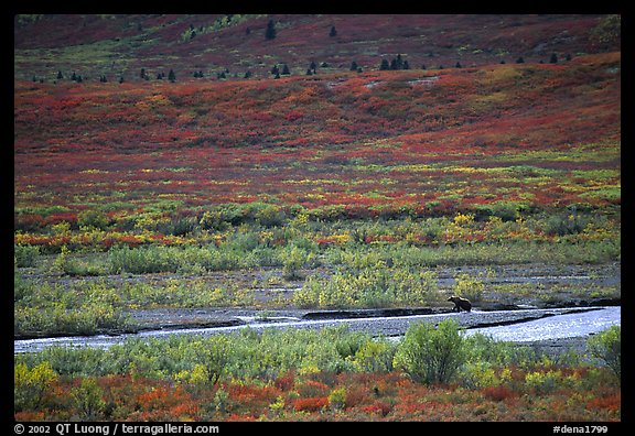 Grizzly bear on distant river bar in tundra. Denali National Park, Alaska, USA.