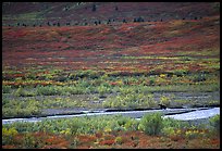 Grizzly bear on distant river bar in tundra. Denali National Park, Alaska, USA.