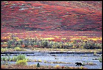 Grizzly bear on river bar. Denali National Park, Alaska, USA.