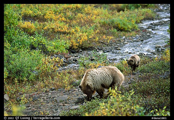 Grizzly bear and cub digging for food. Denali National Park, Alaska, USA.