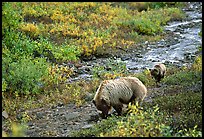 Grizzly bear and cub digging for food. Denali National Park, Alaska, USA.