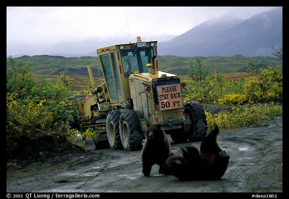 Two Grizzly bears playing. Denali National Park, Alaska, USA.