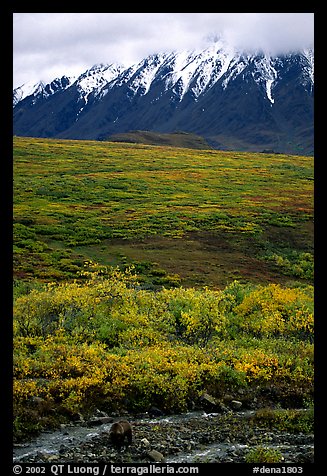 Grizzly bear and Alaska range. Denali National Park, Alaska, USA.
