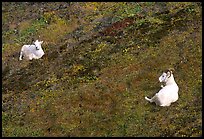 Two Dall sheep. Denali National Park, Alaska, USA.