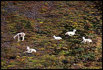 Group of Dall sheep. Denali National Park ( color)