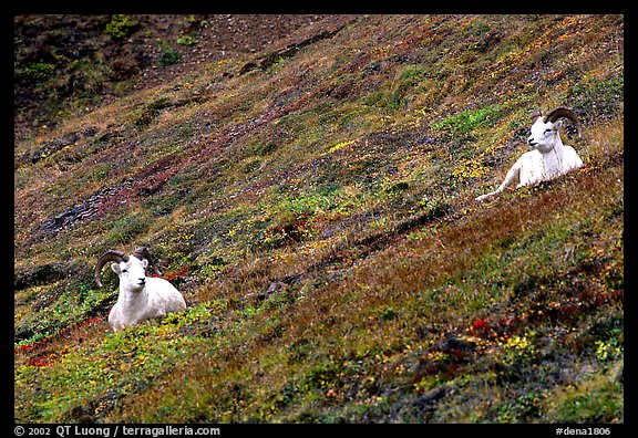 Two Dall sheep on hillside. Denali National Park, Alaska, USA.