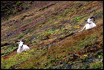 Two Dall sheep on hillside. Denali National Park, Alaska, USA.