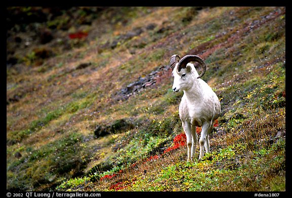 Dall sheep standing on hillside. Denali National Park, Alaska, USA.