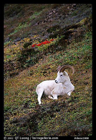 Dall sheep laying on hillside. Denali National Park, Alaska, USA.