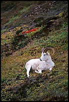 Dall sheep laying on hillside. Denali National Park, Alaska, USA. (color)