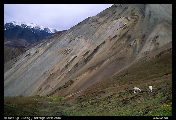 Dall sheep near Sable Pass. Denali National Park, Alaska, USA.