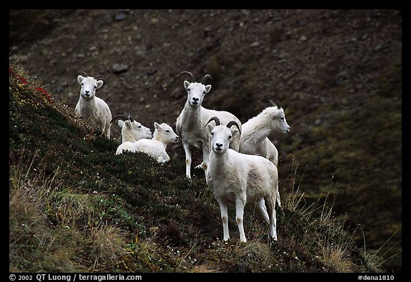 Group of Dall sheep. Denali National Park, Alaska, USA.