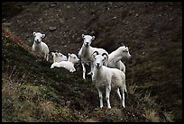 Group of Dall sheep. Denali National Park, Alaska, USA. (color)