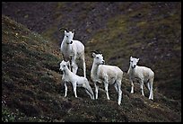 Group of Dall sheep. Denali National Park, Alaska, USA. (color)