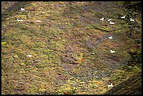 Distant view of Dall sheep on hillside. Denali National Park, Alaska, USA.