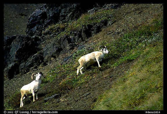 Two Dall sheep climbing on hillside. Denali National Park, Alaska, USA.