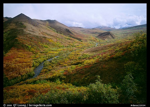 Gentle valley and river with low vegetation. Denali National Park, Alaska, USA.