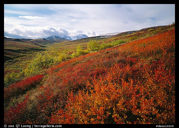 Red bushes on hillside, and cloud-capped mountains. Denali  National Park (color)