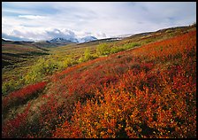 Red bushes on hillside, and cloud-capped mountains. Denali  National Park ( color)