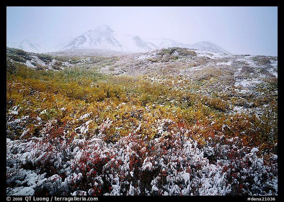 Fresh dusting of snow, mountains in fog. Denali National Park, Alaska, USA.