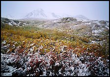 Fresh dusting of snow on autumn brush mountains in fog. Denali National Park ( color)