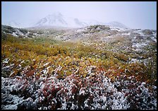 Fresh dusting of snow on autumn brush mountains in fog. Denali National Park, Alaska, USA. (color)