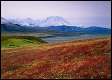 Tundra and Mt Mc Kinley from Eielson. Denali National Park, Alaska, USA.