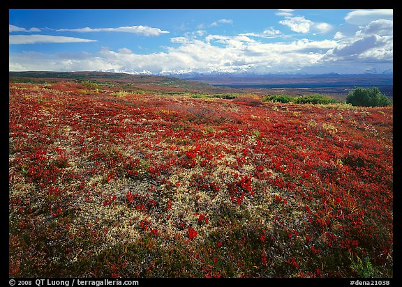 Tundra with Low lying leaves in bright red autumn colors. Denali National Park (color)