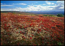 Tundra with Low lying leaves in bright red autumn colors. Denali National Park, Alaska, USA. (color)