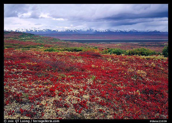 Red tundra flat and Alaska Range in the distance. Denali  National Park (color)