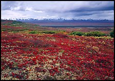 Red tundra flat and Alaska Range in the distance. Denali National Park, Alaska, USA.