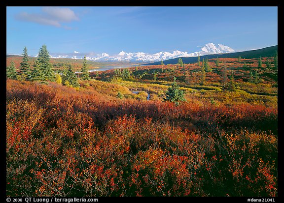 Tundra in autumn colors and snowy mountains of Alaska Range. Denali  National Park (color)